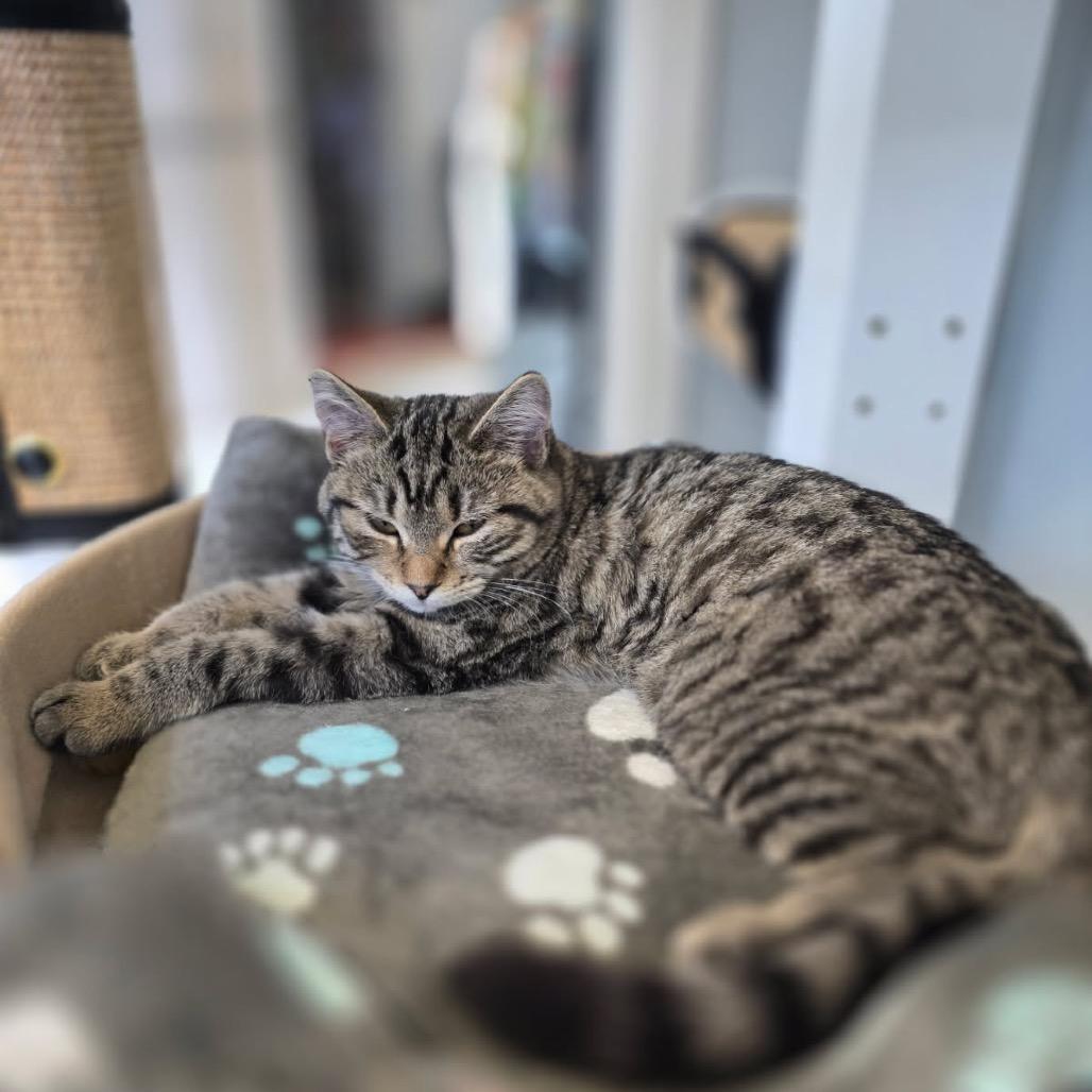 Charlotte, Adoptable, Kitten Female Domestic Short Hair.