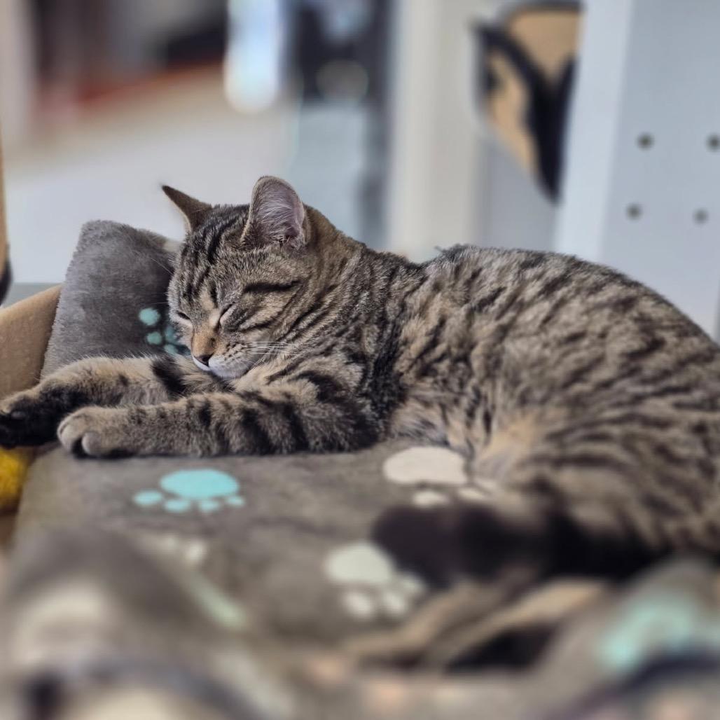 Enlarge Charlotte, a Adoptable Domestic Short Hair in Elizabeth City, NC image 2/4