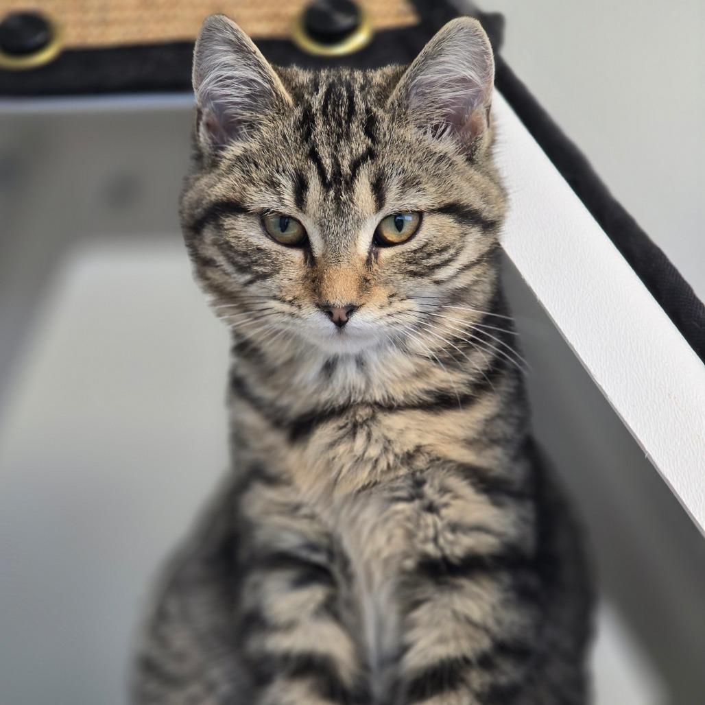 Enlarge Charlotte, a Adoptable Domestic Short Hair in Elizabeth City, NC image 3/4