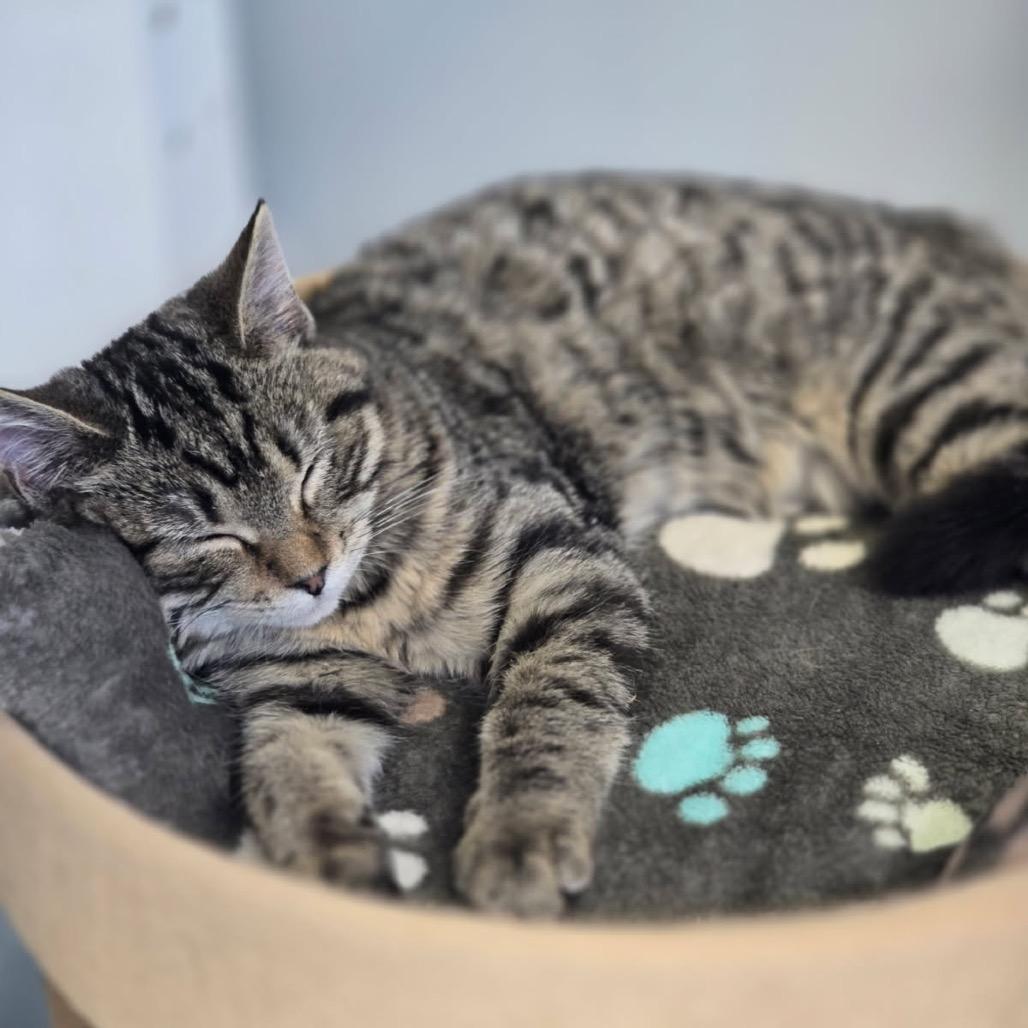 Enlarge Charlotte, a Adoptable Domestic Short Hair in Elizabeth City, NC image 4/4