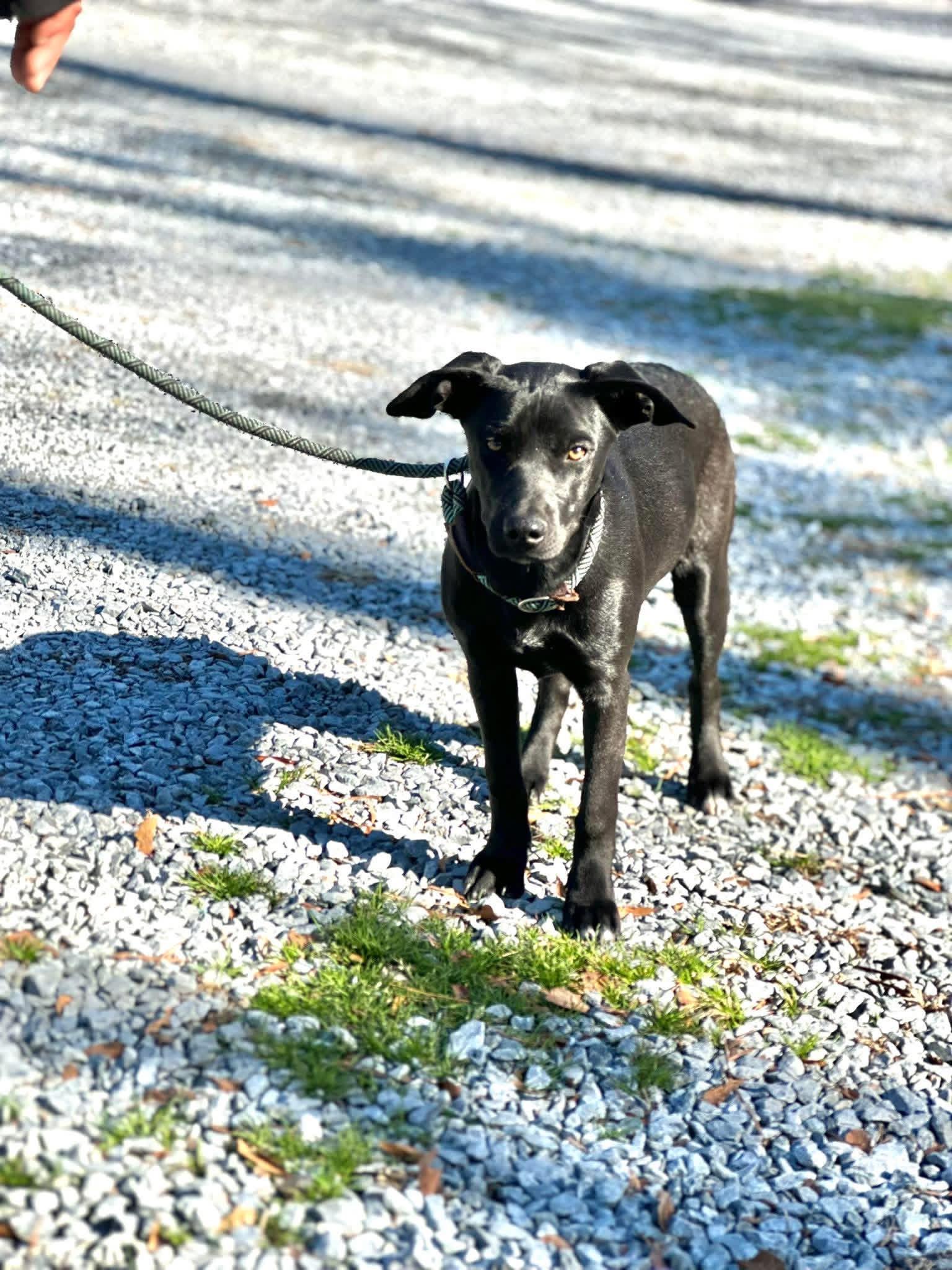 Lucy, ADOPTABLE, Young Female Black Labrador Retriever.
