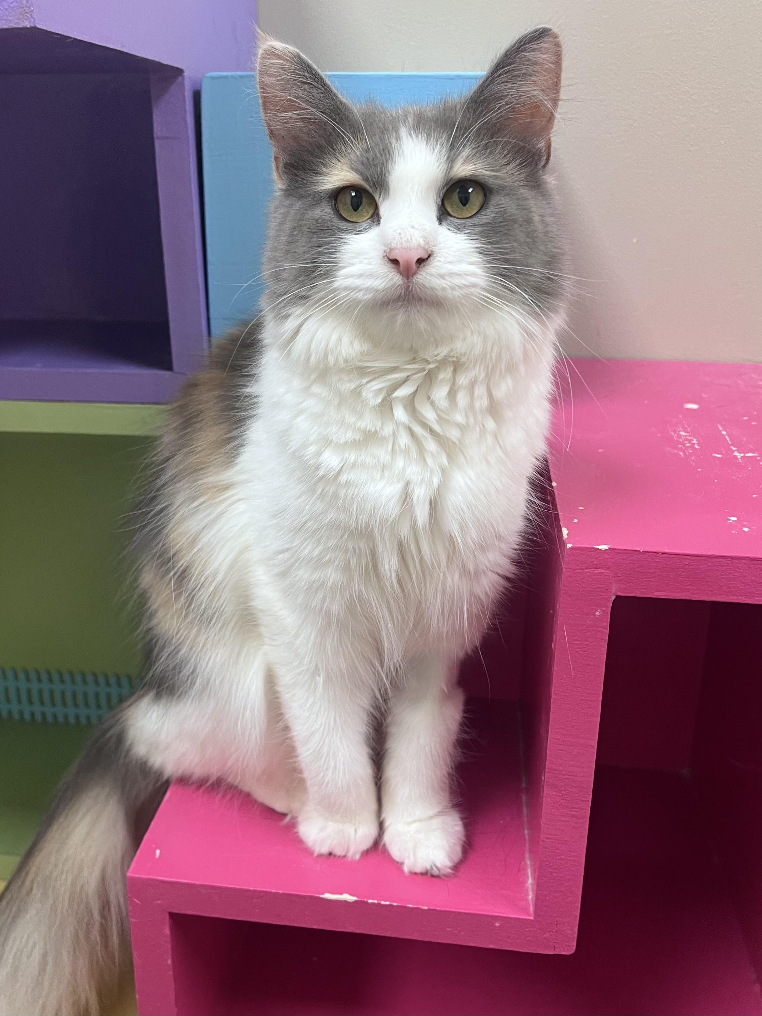 Juliette, adopted, Young Female Domestic Long Hair.