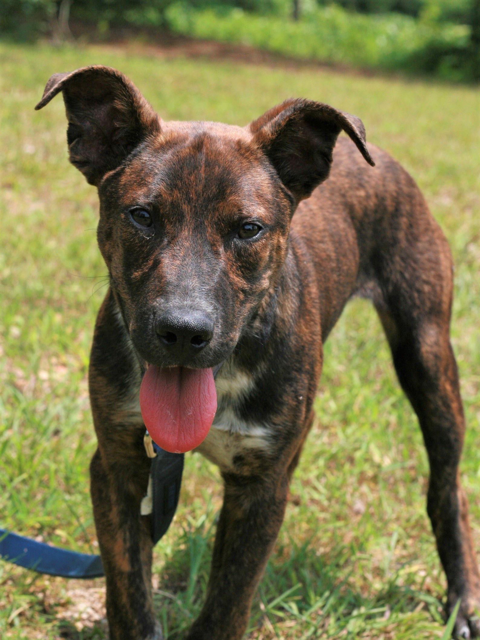 John Boy, Adoptable, Young Male Mountain Cur & Australian Cattle Dog / Blue Heeler.