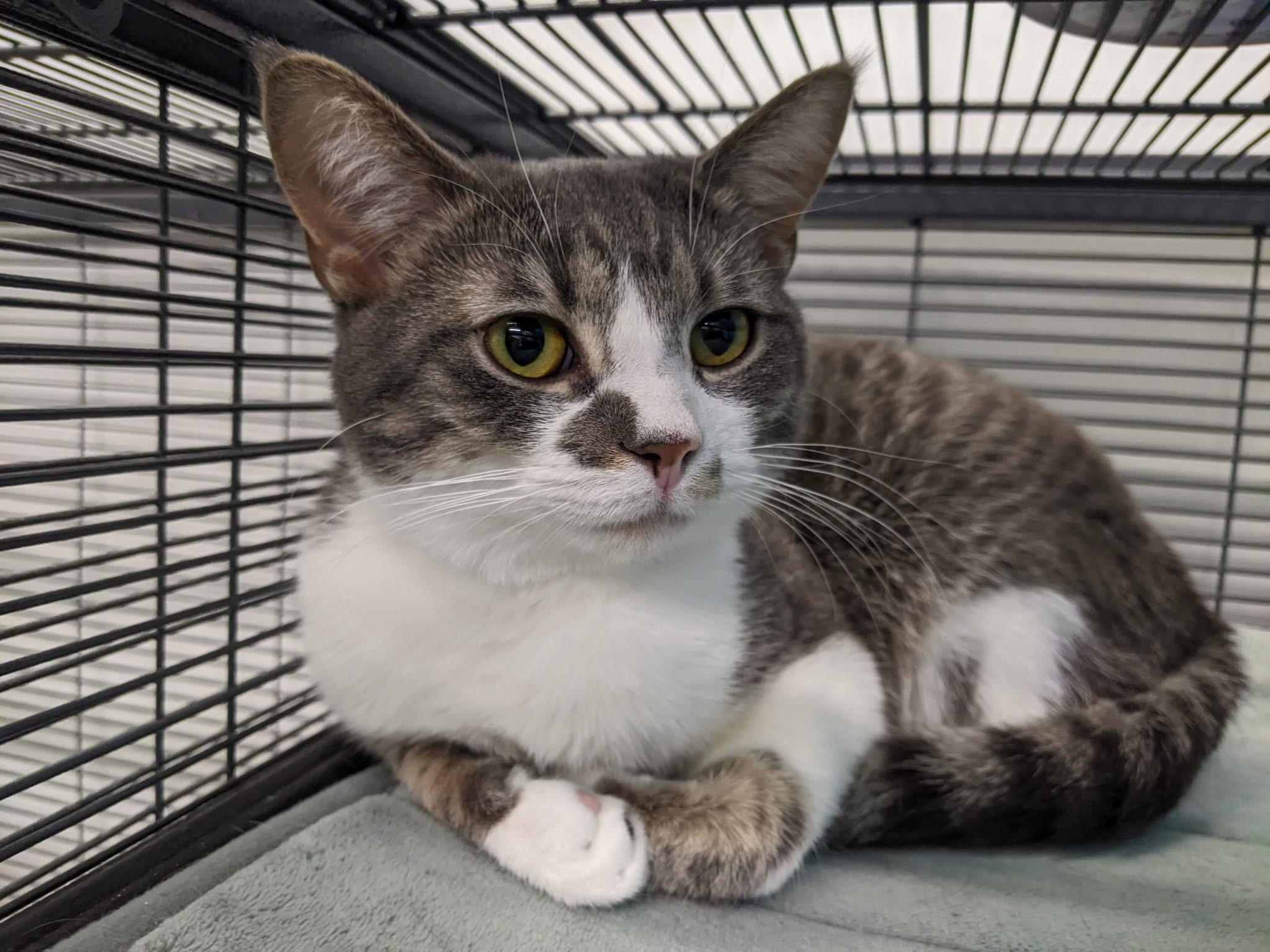 Noodles, Adoptable, Young Male Domestic Short Hair.