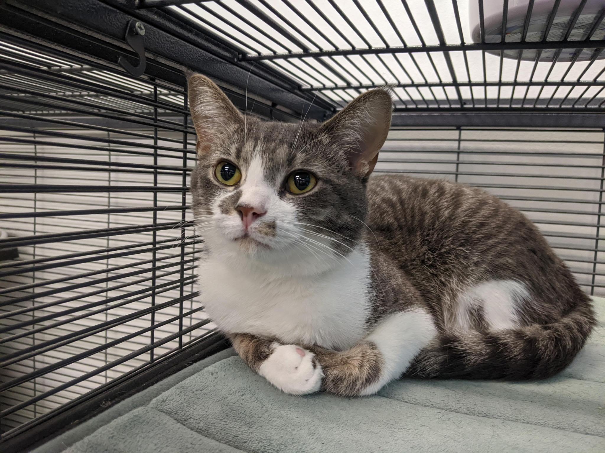 Enlarge Noodles, a Adoptable Domestic Short Hair in Lewis Center, OH image 2/2