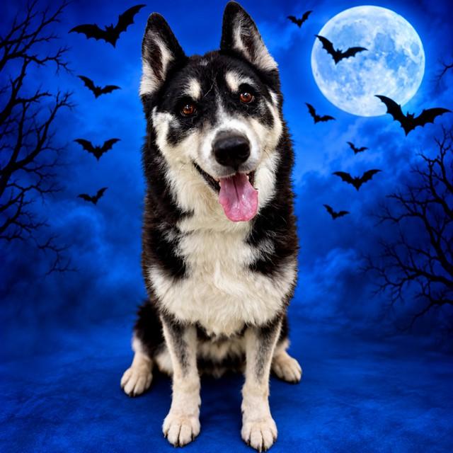 Pepsi- 54237, Adoptable, Adult Male Siberian Husky.