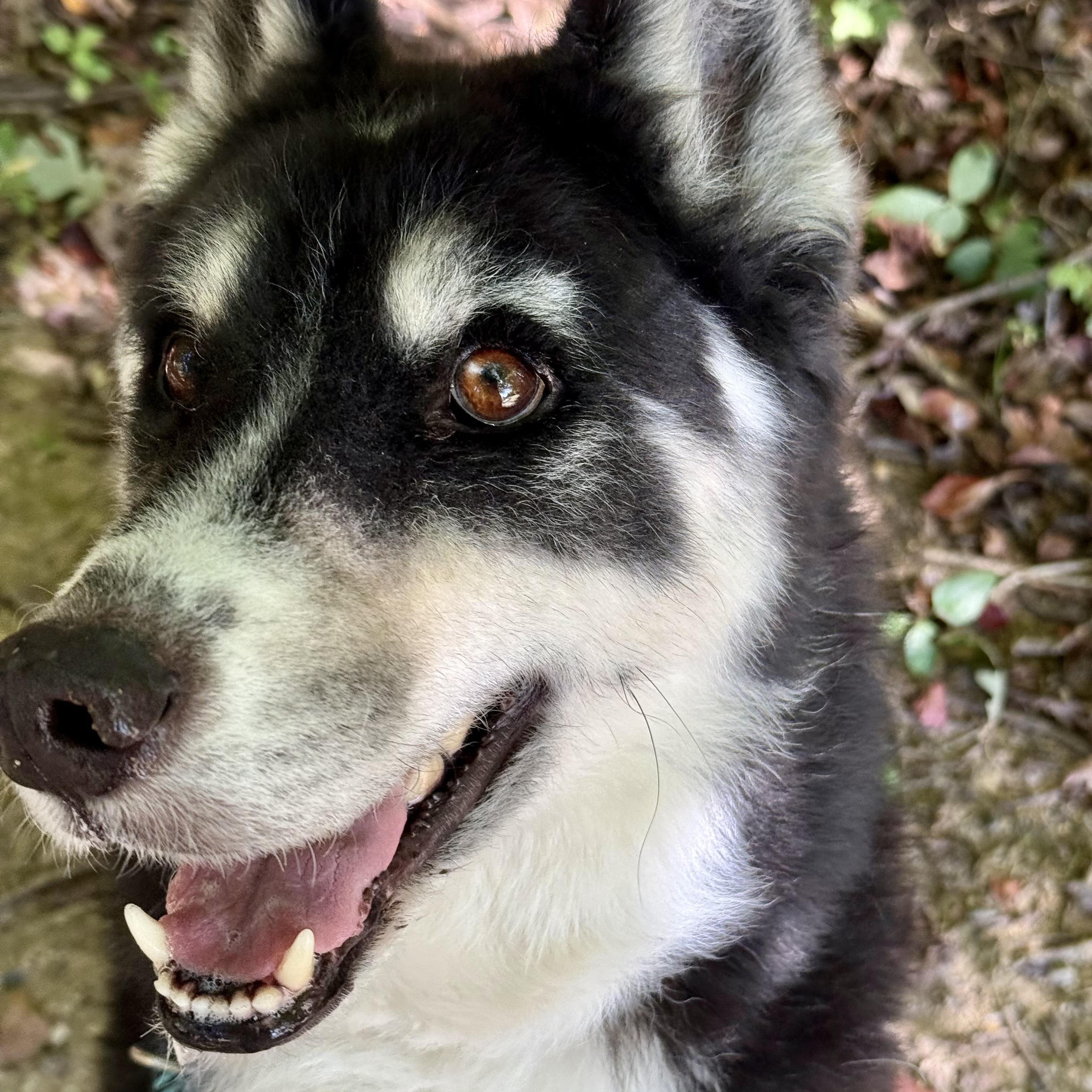 Enlarge Pepsi- 54237, a Adoptable mixed breed in Columbia, MD image 3/4