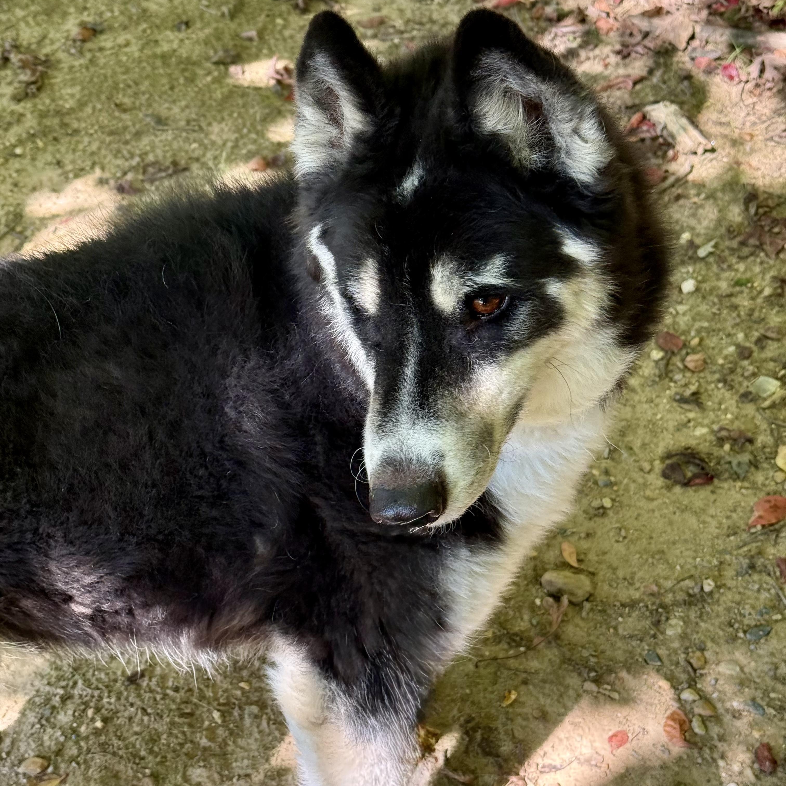 Enlarge Pepsi- 54237, a Adoptable mixed breed in Columbia, MD image 4/4
