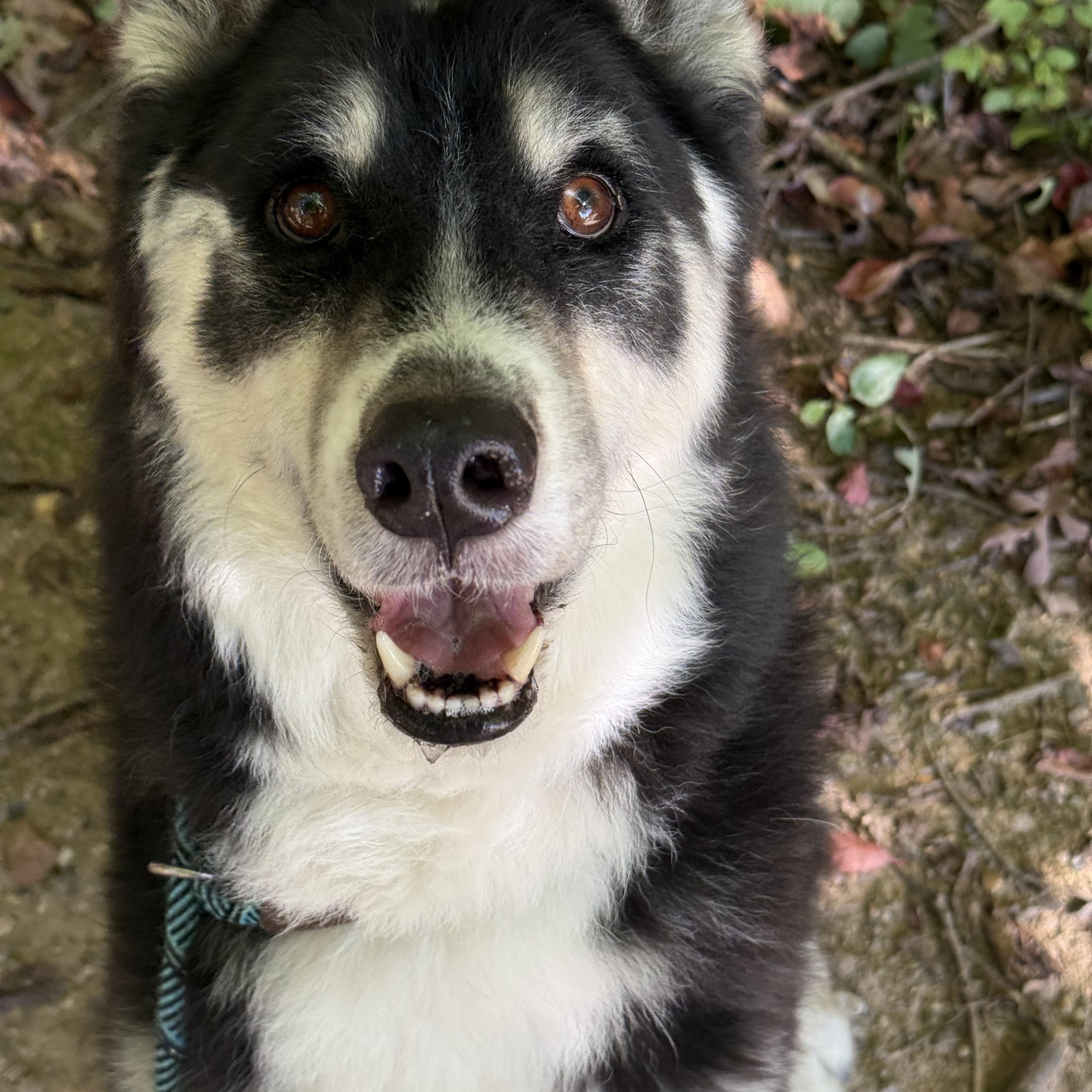 Enlarge Pepsi- 54237, a Adoptable mixed breed in Columbia, MD image 2/4