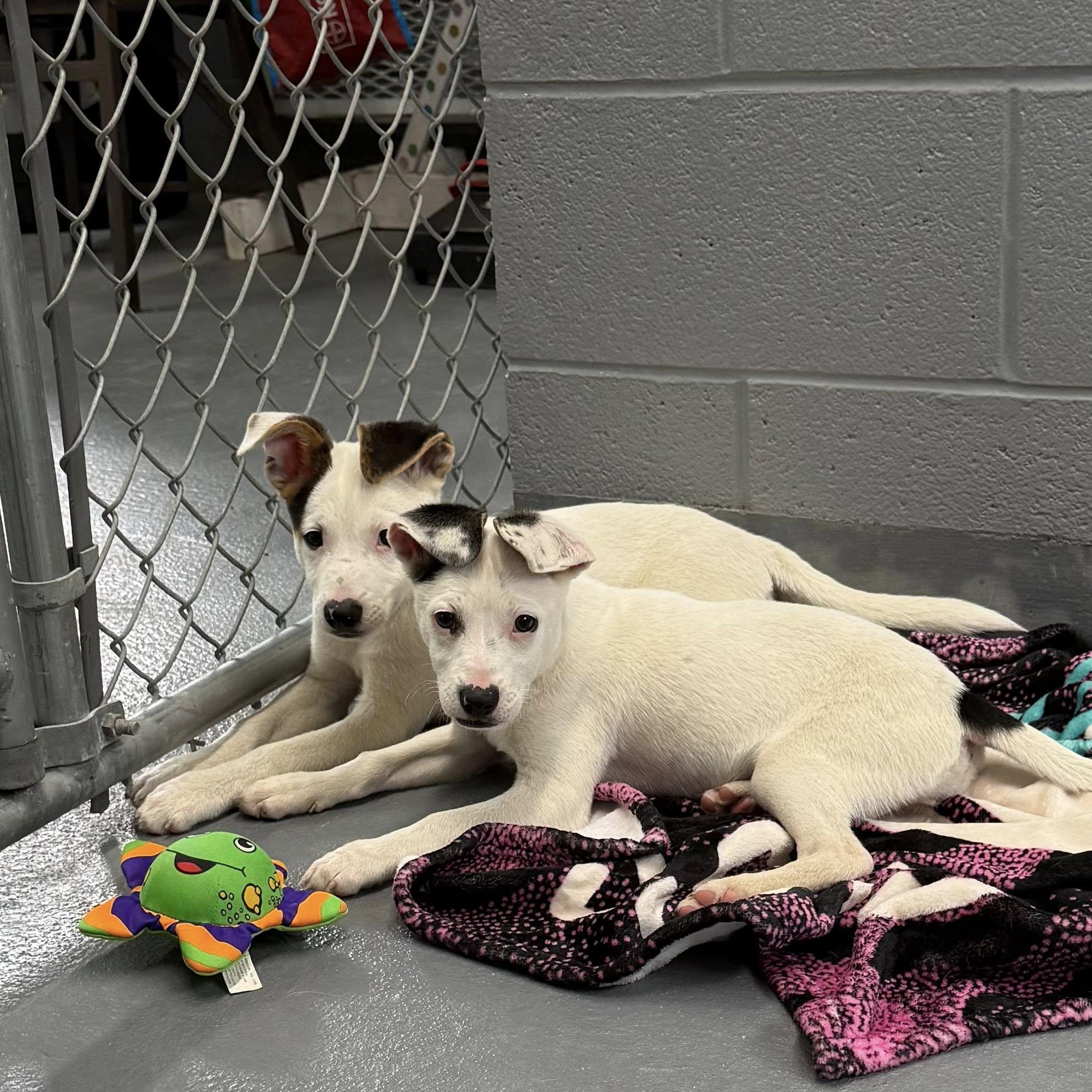 ALFIE, Adopted, Puppy Male Jack Russell Terrier.