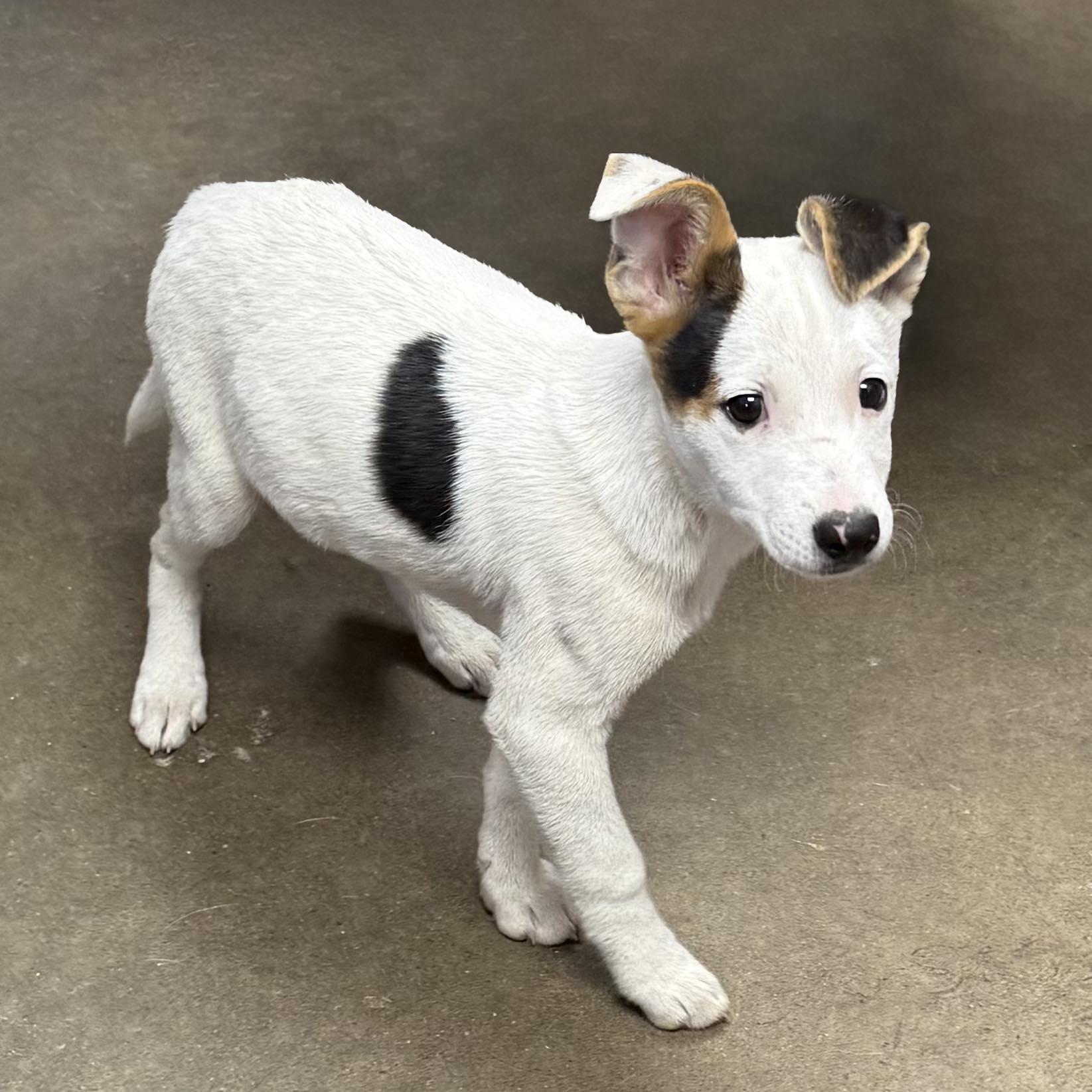 Enlarge ALFIE, a Adopted mixed breed in Cadiz, OH image 2/4