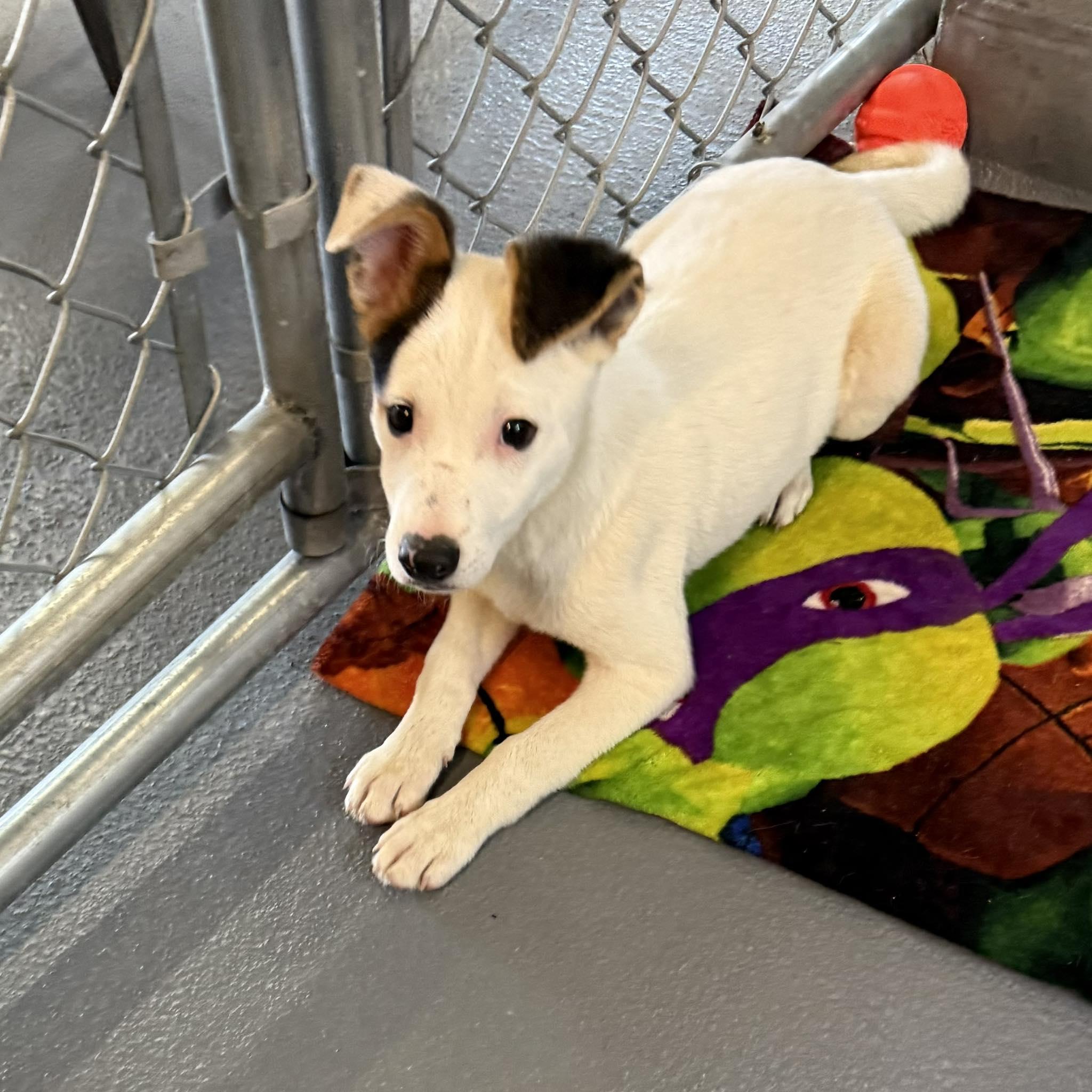 Enlarge ALFIE, a Adopted mixed breed in Cadiz, OH image 4/4