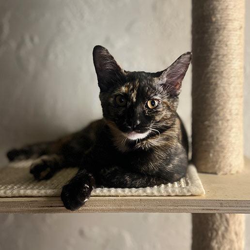 Carlie, a Adoptable Domestic Short Hair in Los Angeles, CA image 1/3