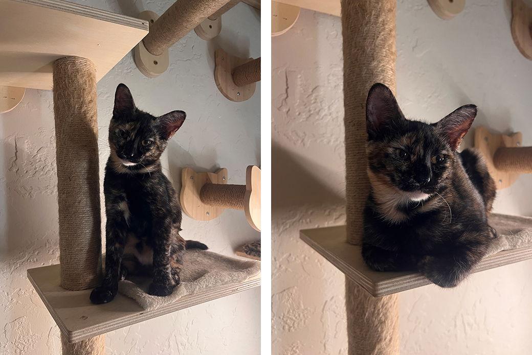 Carlie, a Adoptable Domestic Short Hair in Los Angeles, CA image 2/3