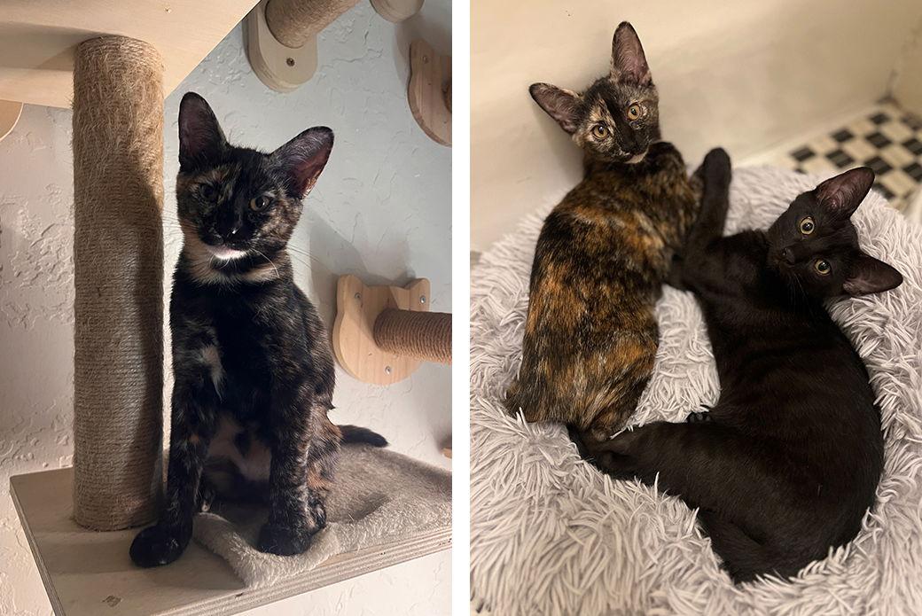 Carlie, a Adoptable Domestic Short Hair in Los Angeles, CA image 3/3