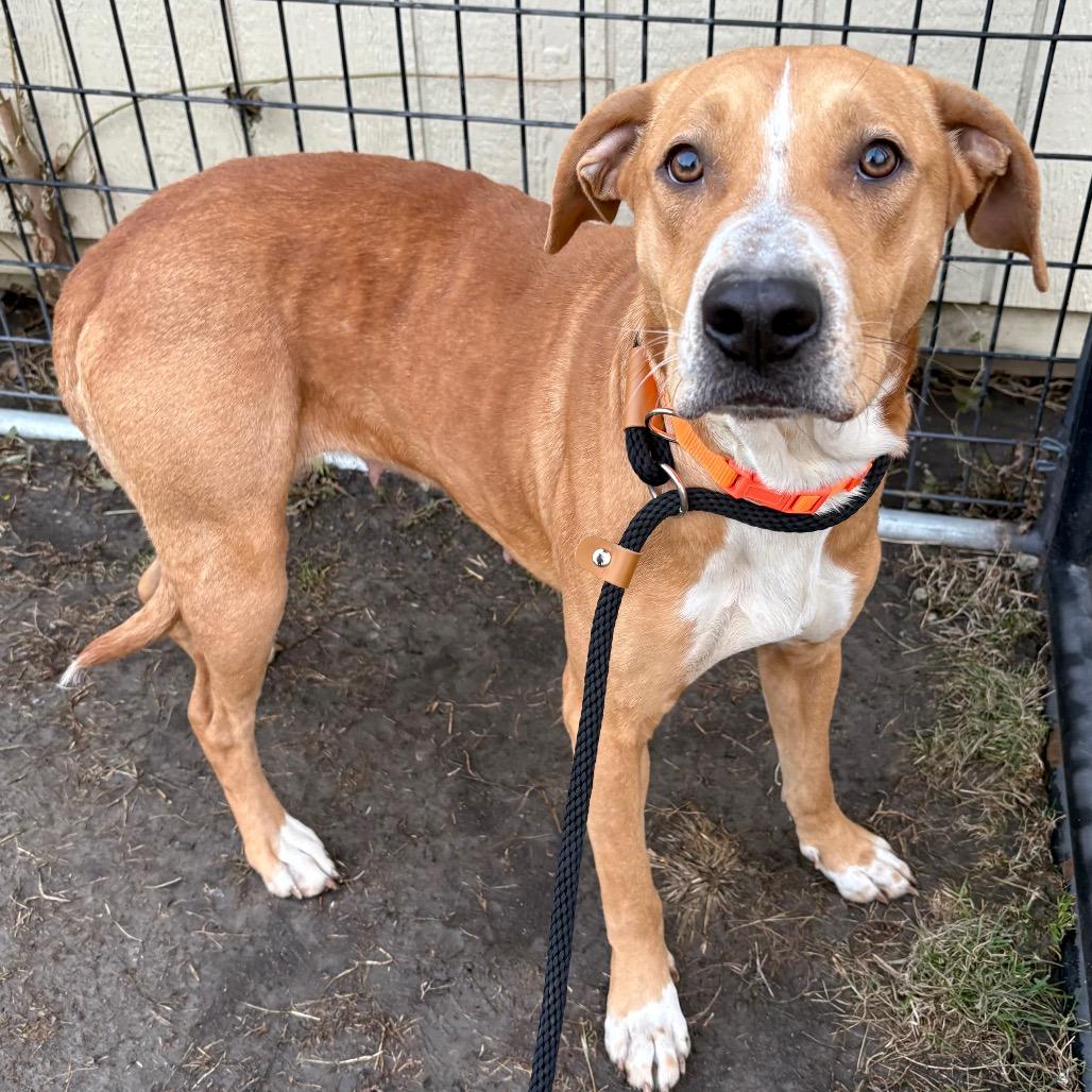 Bonnie, Adoptable, Young Female Mixed Breed.