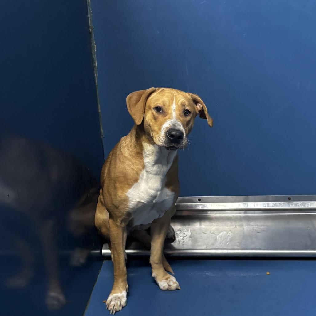 Enlarge Bonnie, a Adoptable Mixed Breed in St Joseph, MO image 2/3