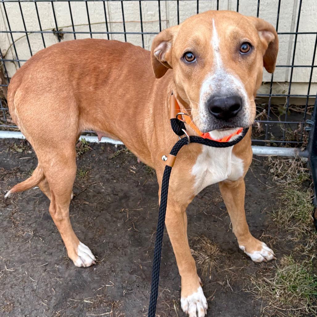 Enlarge Bonnie, a Adoptable Mixed Breed in St Joseph, MO image 3/3