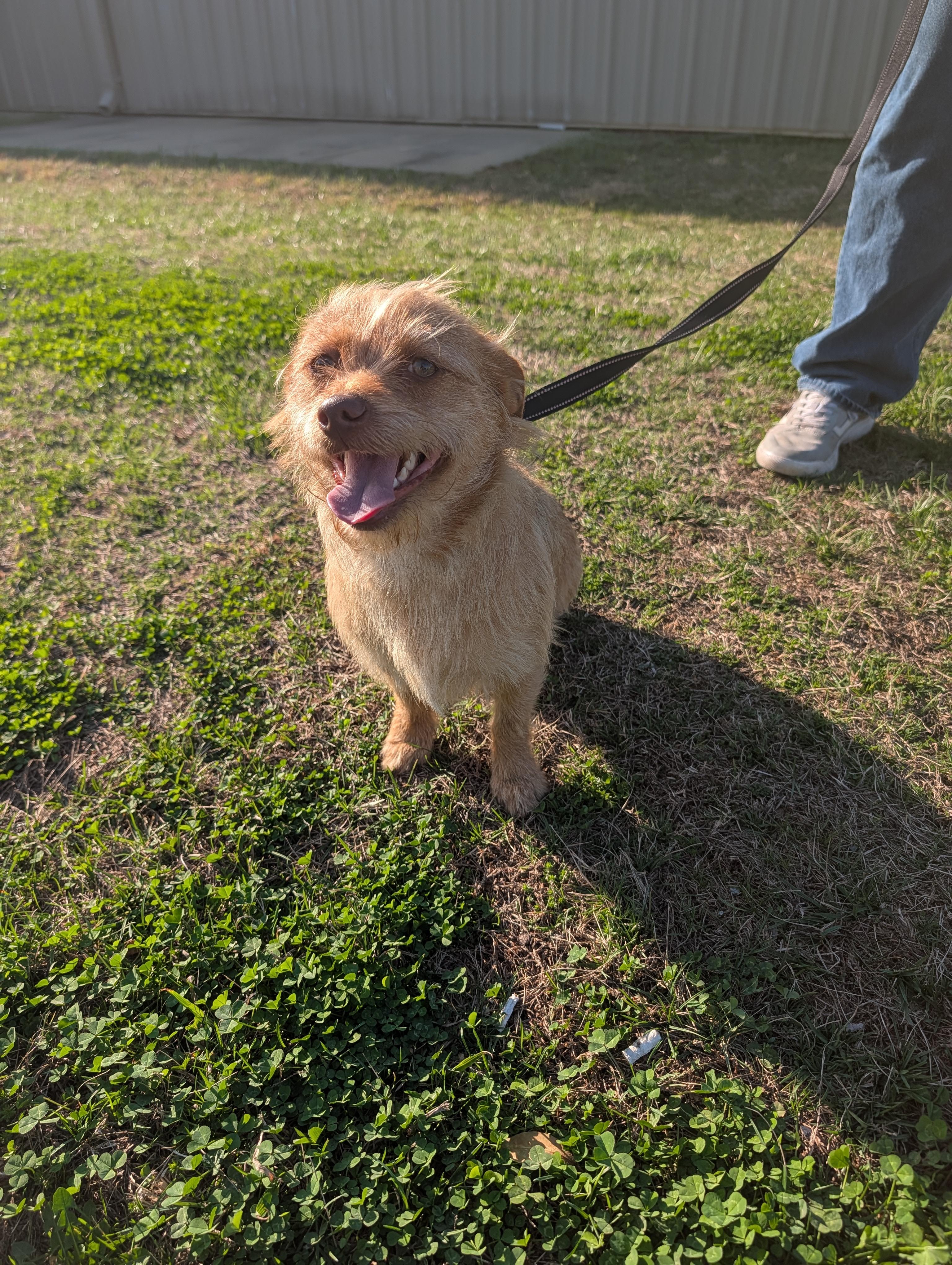 Phoenix, a ADOPTABLE mixed breed in Richmond, VA image 2/4