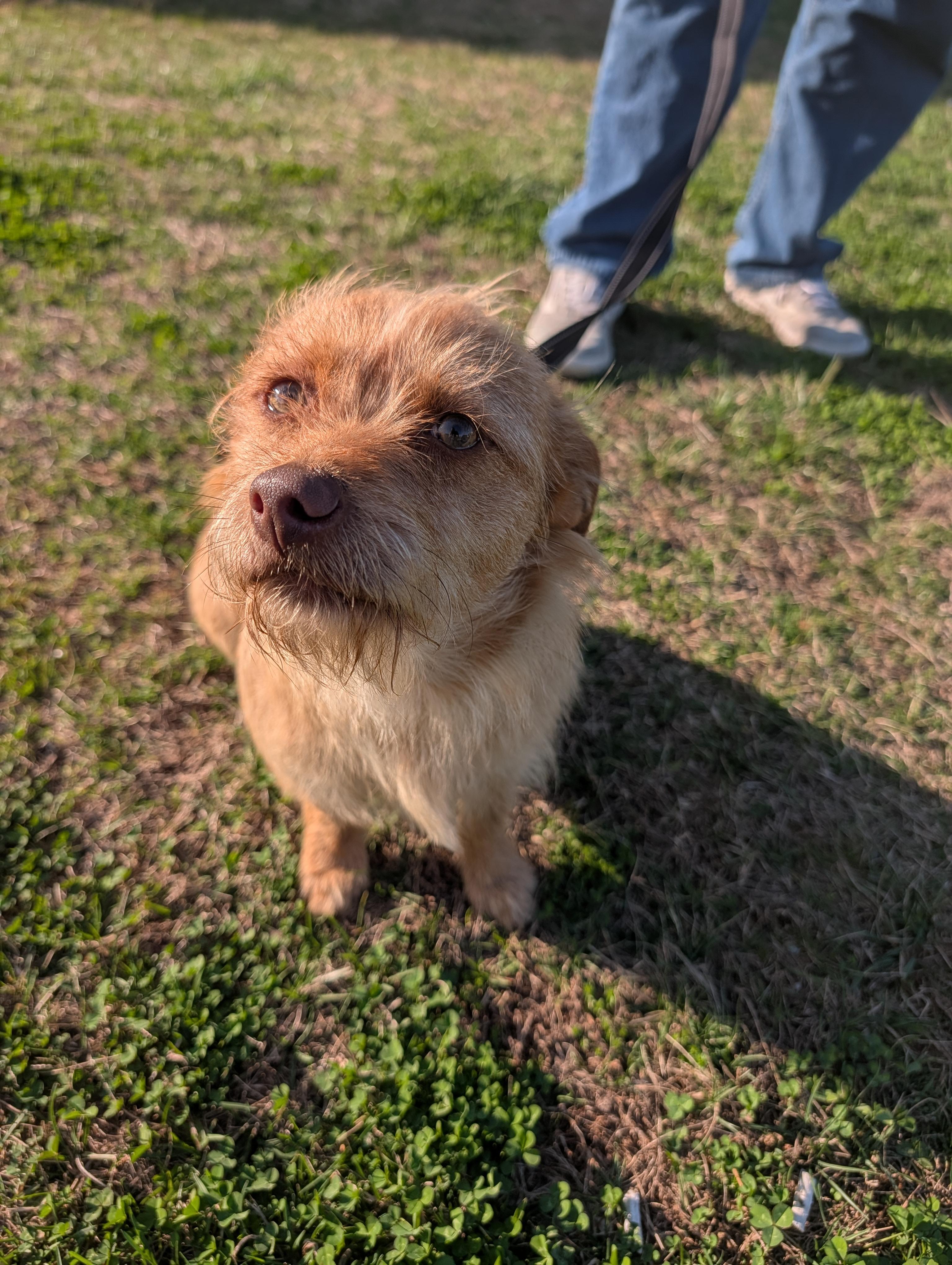 Phoenix, a ADOPTABLE mixed breed in Richmond, VA image 3/4