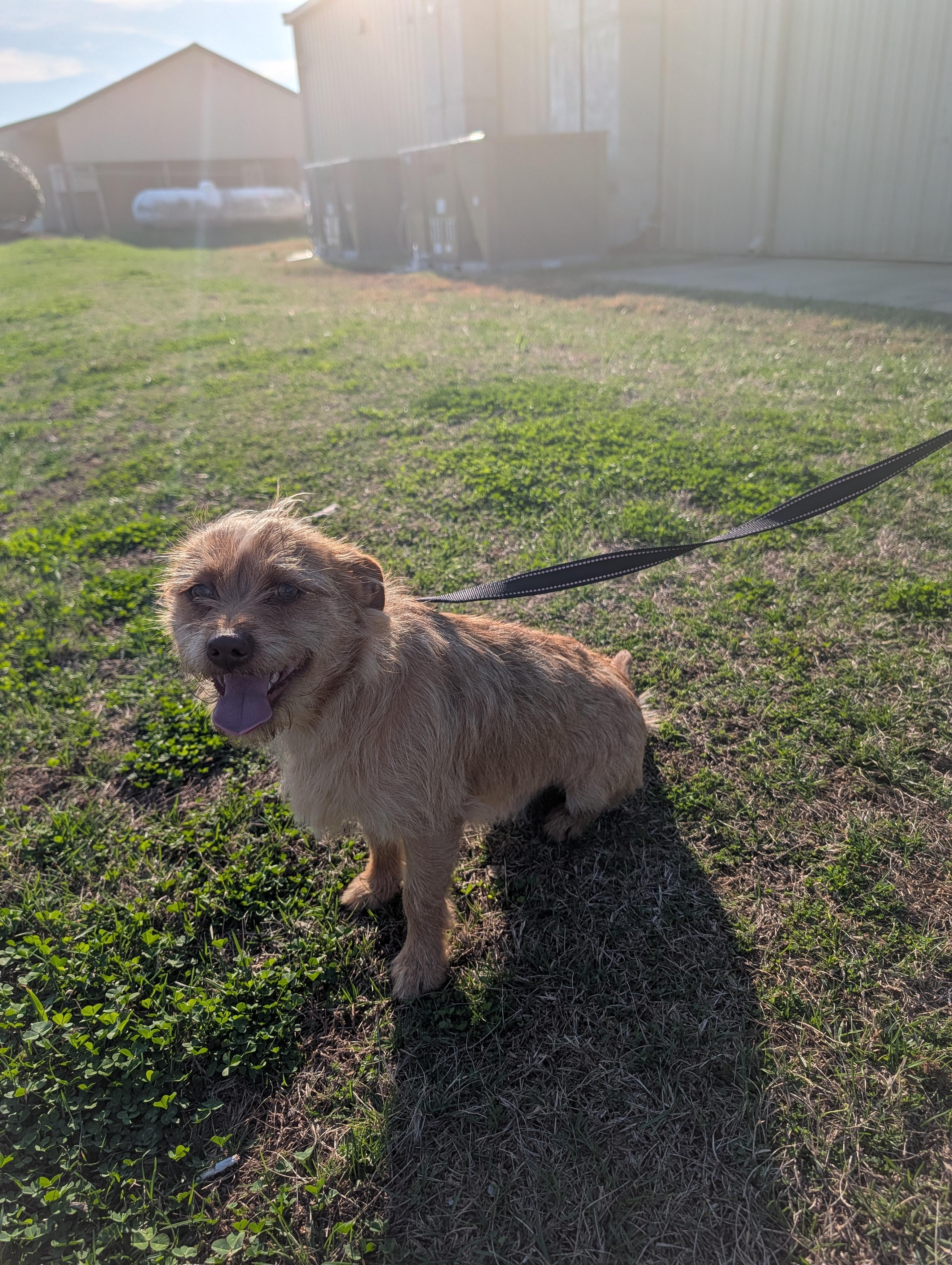 Phoenix, ADOPTABLE, Young Male Terrier.