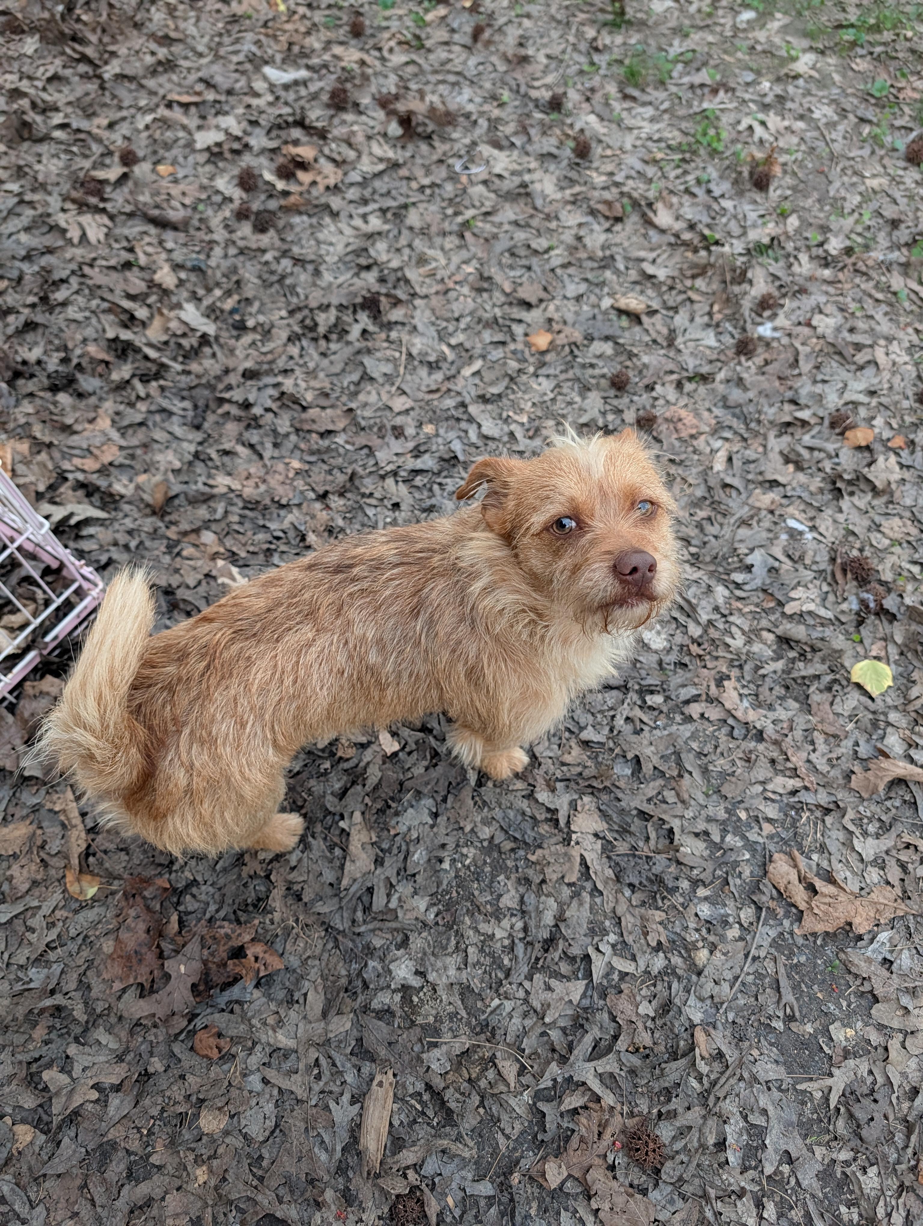 Phoenix, a ADOPTABLE mixed breed in Richmond, VA image 4/4