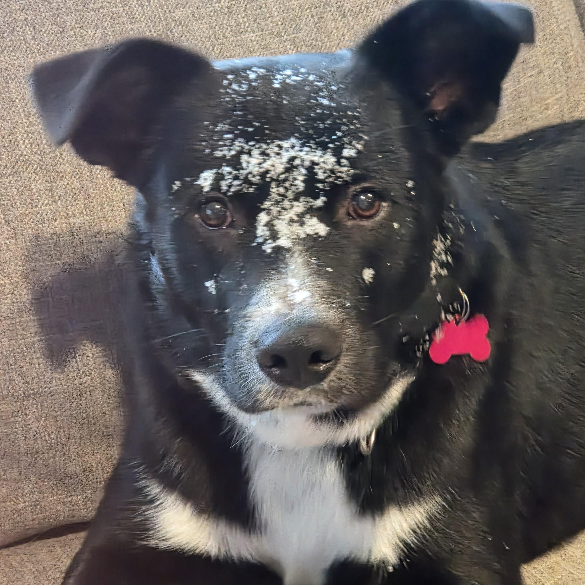 Enlarge Ralphie , an adopted mixed breed in Succasunna, NJ image 1/6