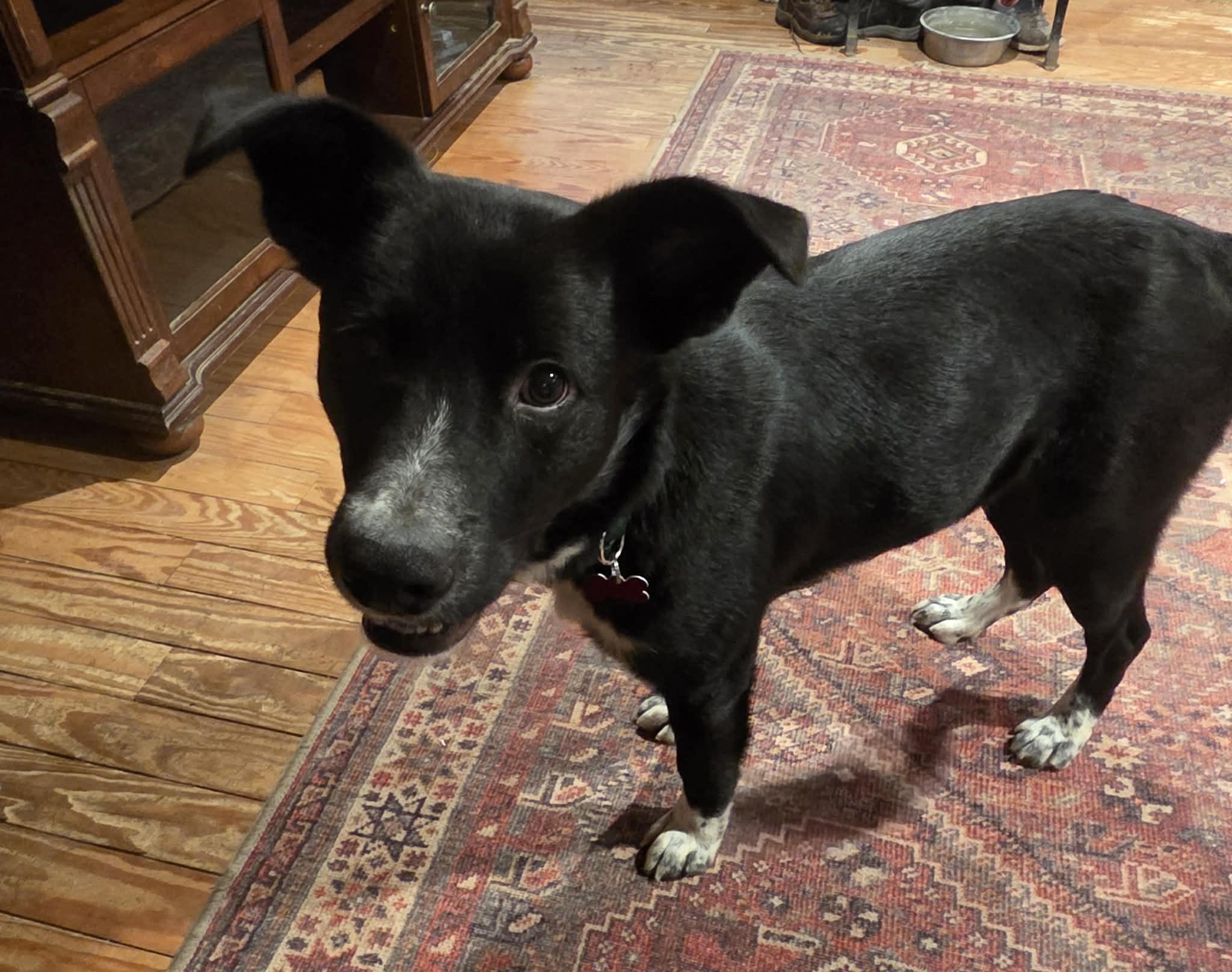 Enlarge Ralphie , an adopted mixed breed in Succasunna, NJ image 5/6