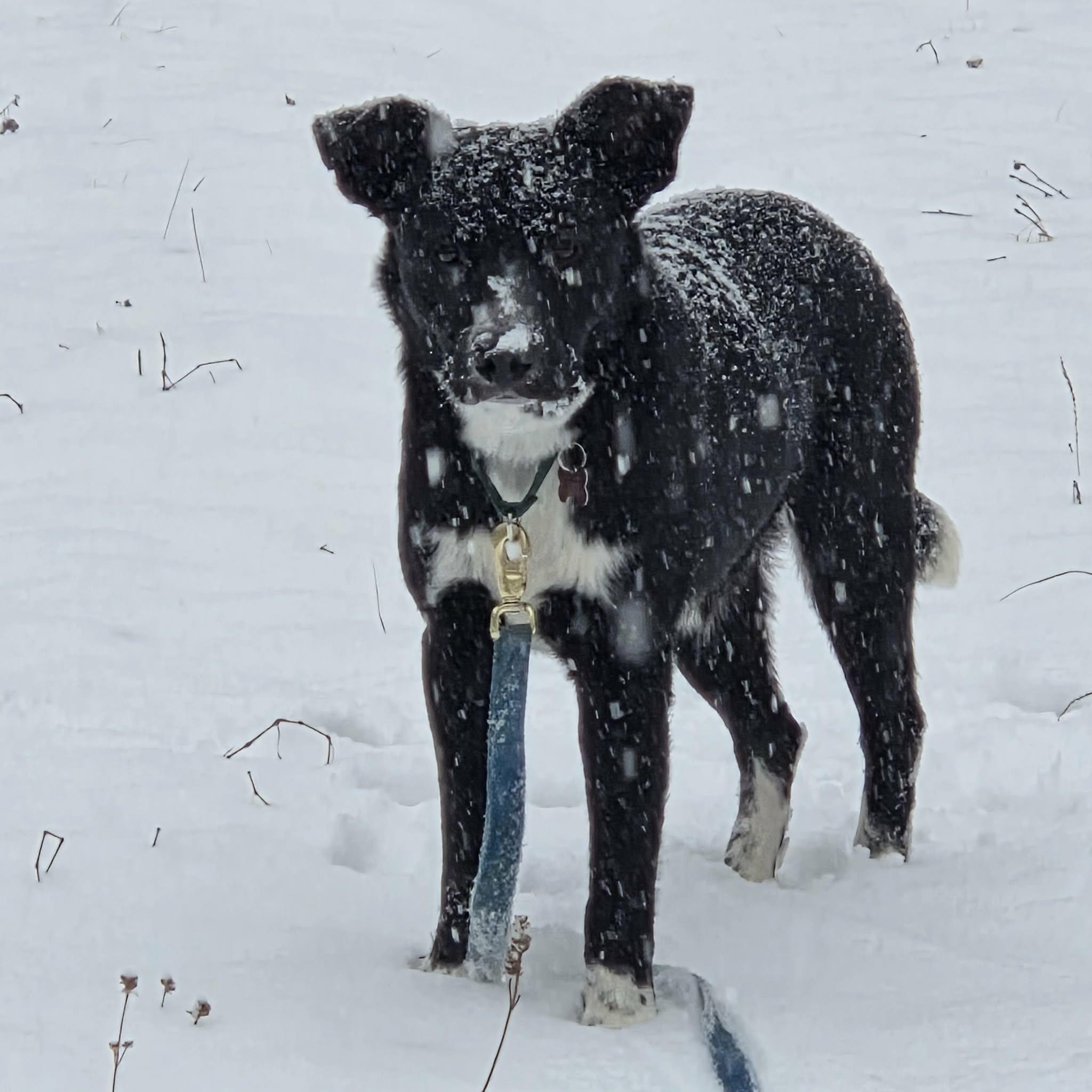 Enlarge Ralphie , an adopted mixed breed in Succasunna, NJ image 6/6