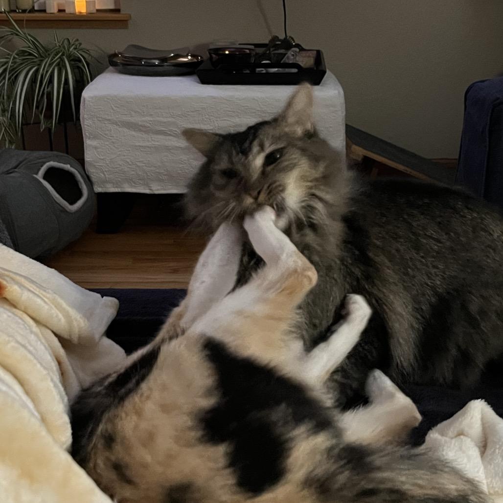 Enlarge Melody, a Adoptable Domestic Short Hair in Boulder, CO image 1/3