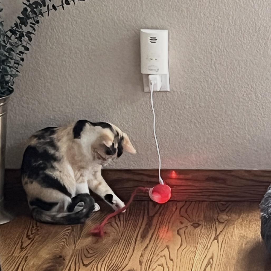 Enlarge Melody, a Adoptable Domestic Short Hair in Boulder, CO image 2/3