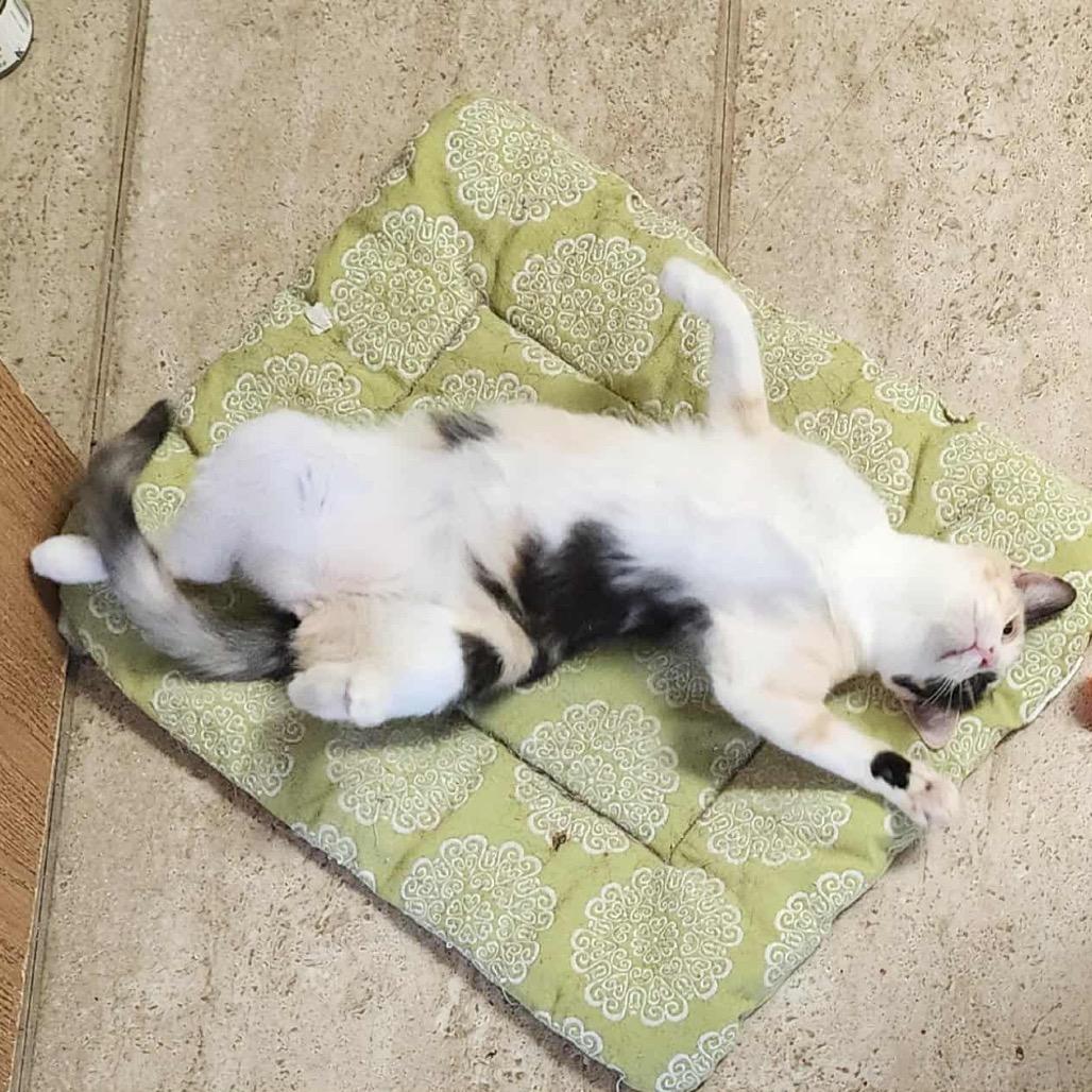 Melody, a Adoptable Domestic Short Hair in Boulder, CO image 2/3