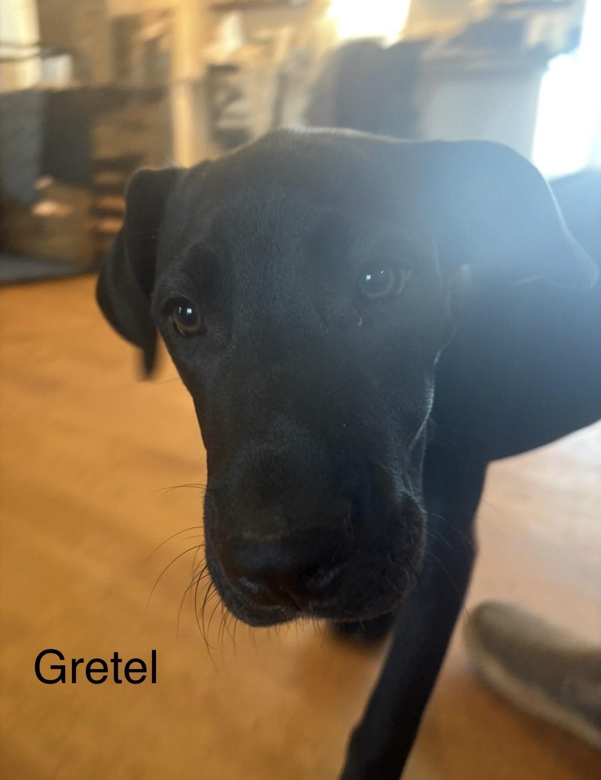 Gretel, ADOPTABLE, Young Female Chihuahua & Dachshund.