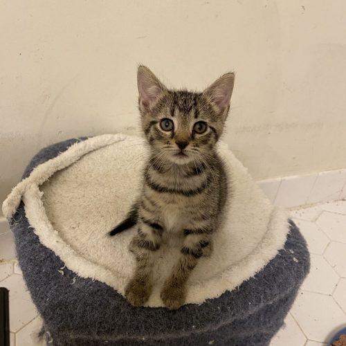 Enlarge Jambalaya, a Adoptable Domestic Short Hair in Toms River, NJ image 1/6