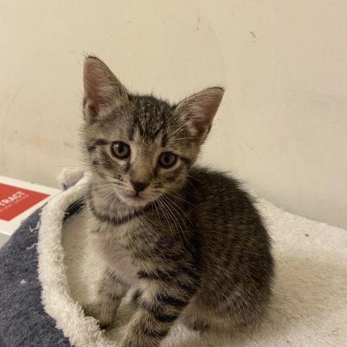 Enlarge Jambalaya, a Adoptable Domestic Short Hair in Toms River, NJ image 2/6