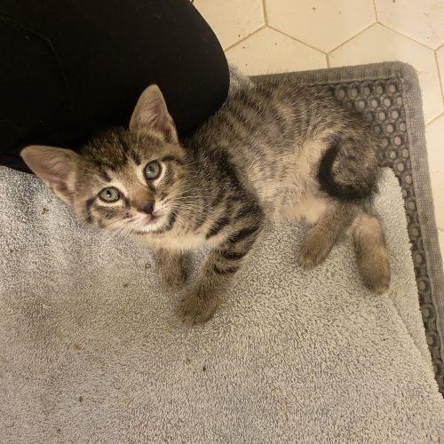Enlarge Jambalaya, a Adoptable Domestic Short Hair in Toms River, NJ image 3/6