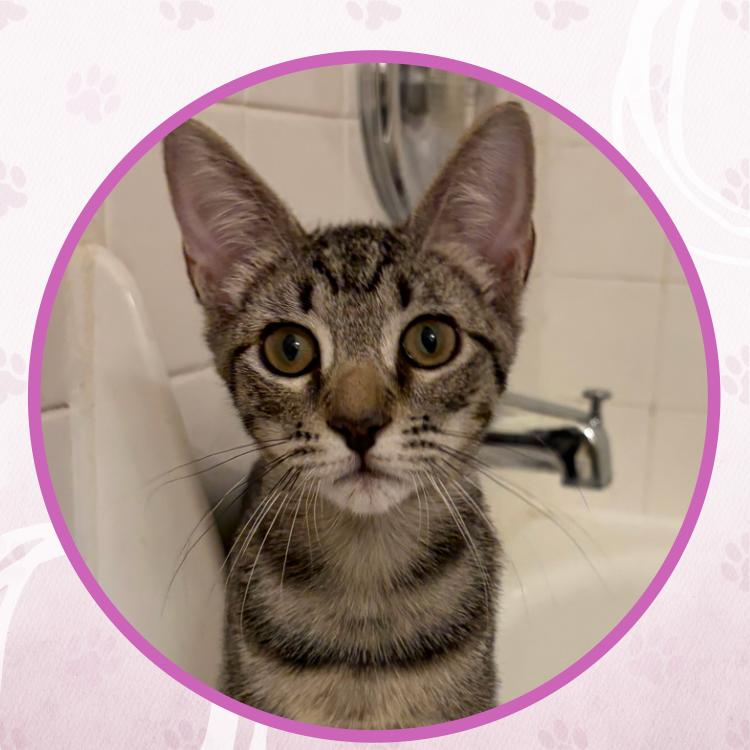 Enlarge Jambalaya, a Adoptable Domestic Short Hair in Toms River, NJ image 4/6