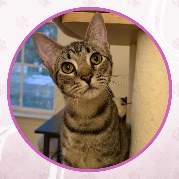 Enlarge Jambalaya, a Adoptable Domestic Short Hair in Toms River, NJ image 4/6