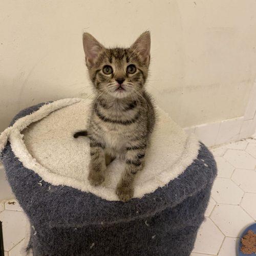 Enlarge Jambalaya, a Adoptable Domestic Short Hair in Toms River, NJ image 5/6