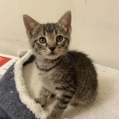 Enlarge Jambalaya, a Adoptable Domestic Short Hair in Toms River, NJ image 6/6