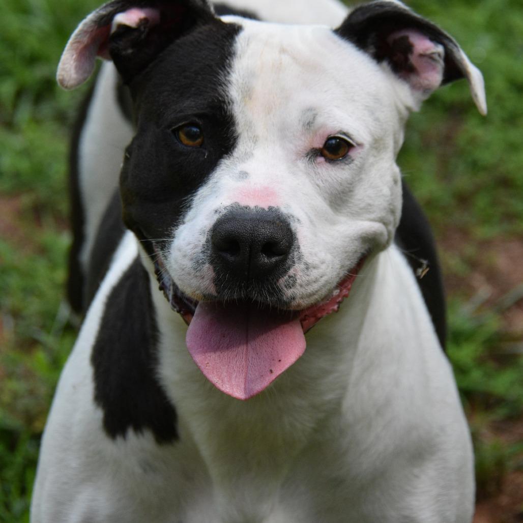 Snickers, Adoptable, Adult Female Mixed Breed & Boxer.