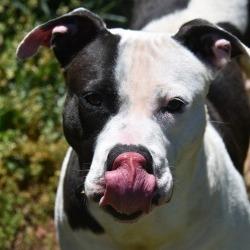 Enlarge Snickers, a Adoptable mixed breed in Columbus, NC image 1/5