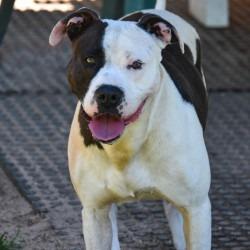 Enlarge Snickers, a Adoptable mixed breed in Columbus, NC image 2/5