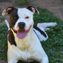 Enlarge Snickers, a Adoptable mixed breed in Columbus, NC image 3/5