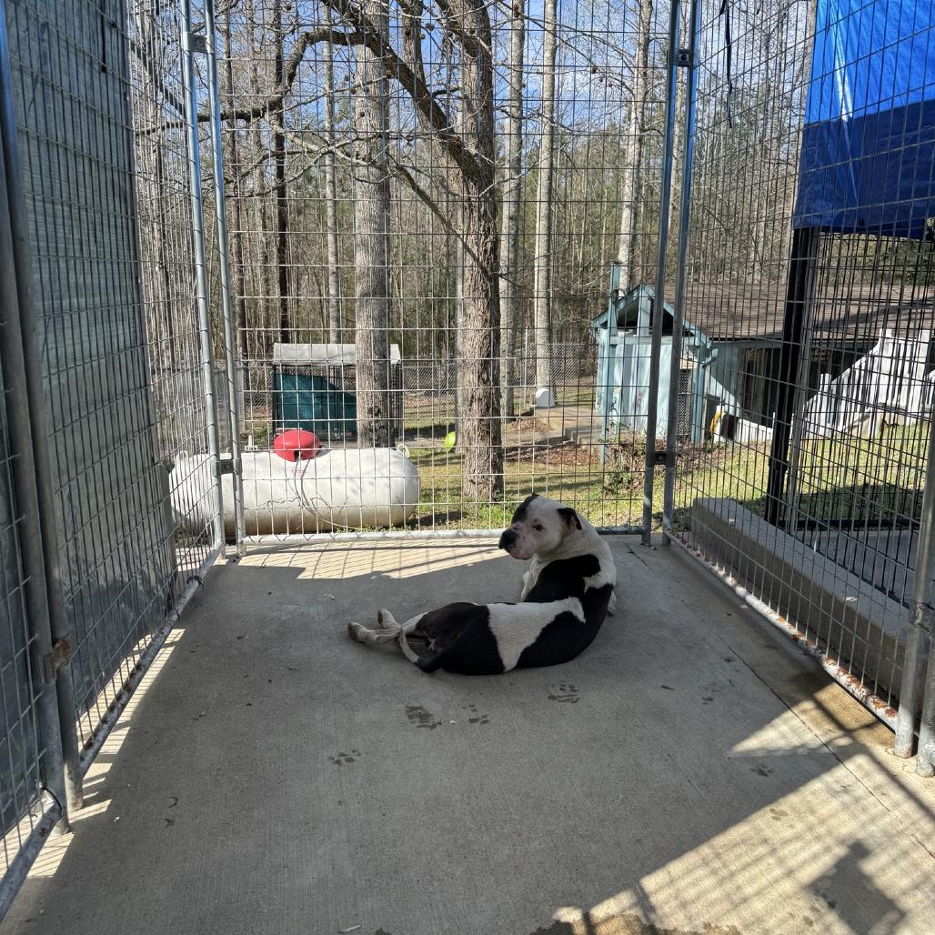 Enlarge Snickers, a Adoptable mixed breed in Columbus, NC image 4/5