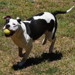 Enlarge Snickers, a Adoptable mixed breed in Columbus, NC image 5/5