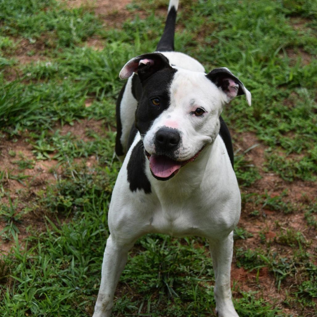 Snickers, a Adoptable mixed breed in Columbus, NC image 6/6