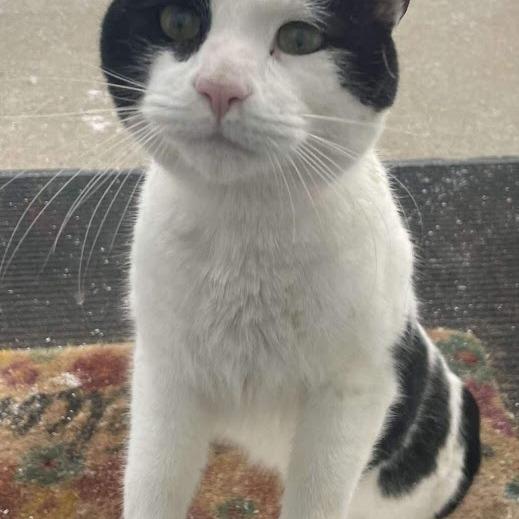 Oreo — thumbnail 2