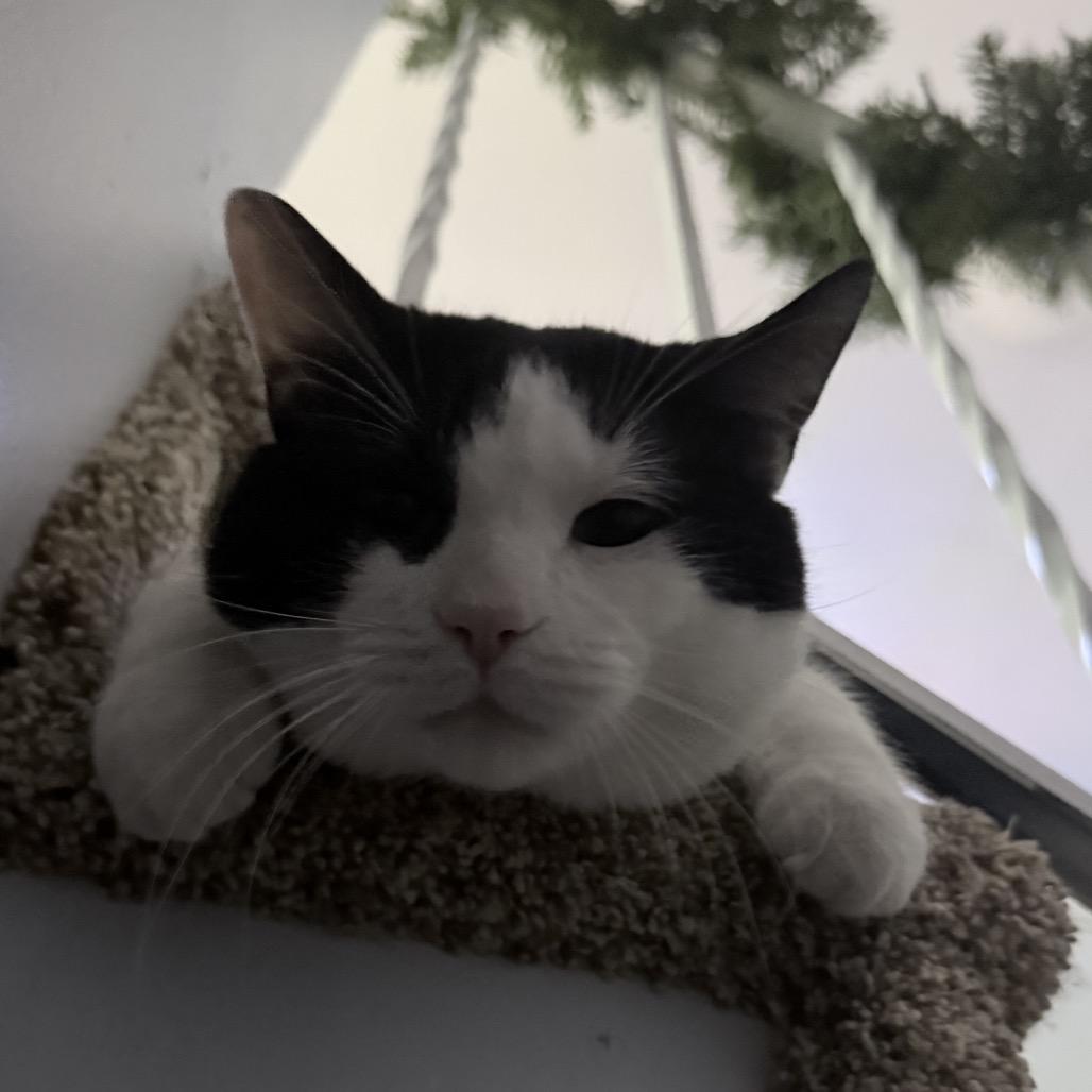 Oreo — thumbnail 3