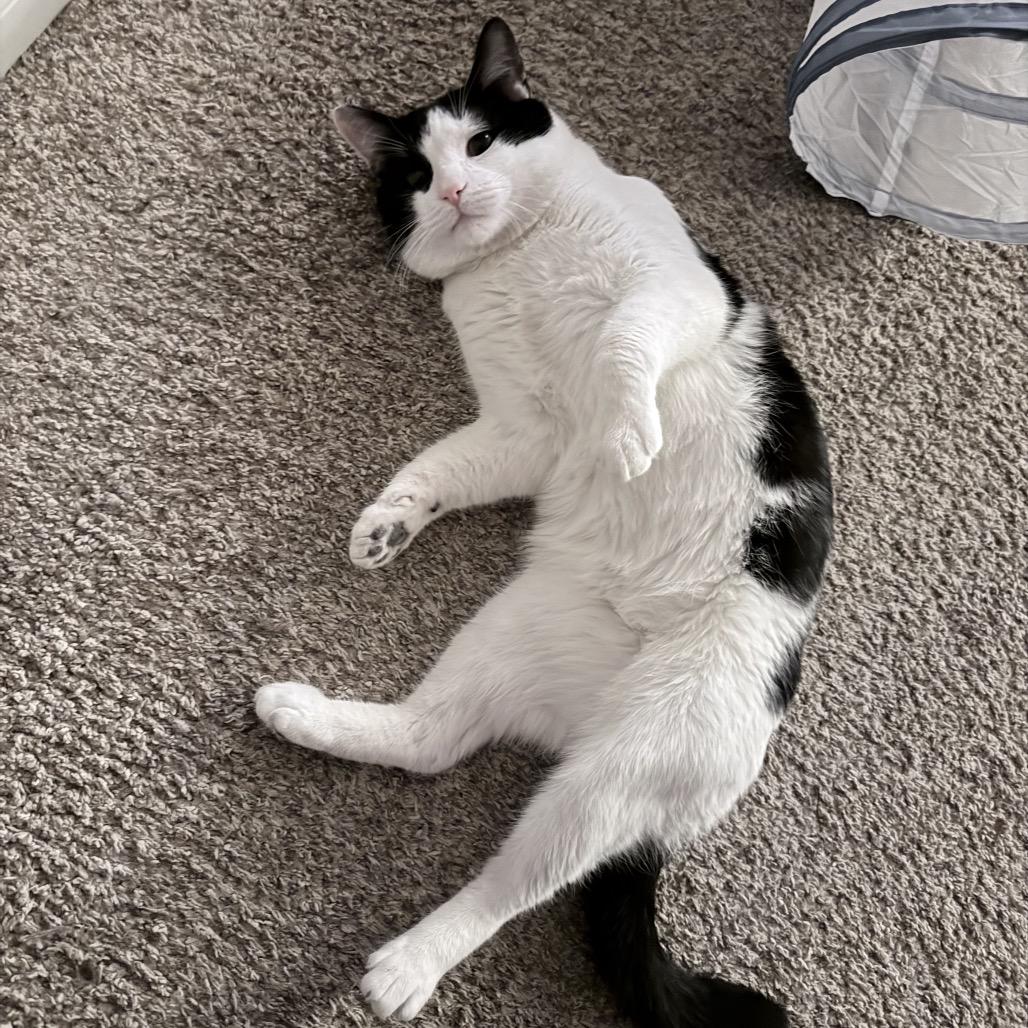 Oreo — thumbnail 5